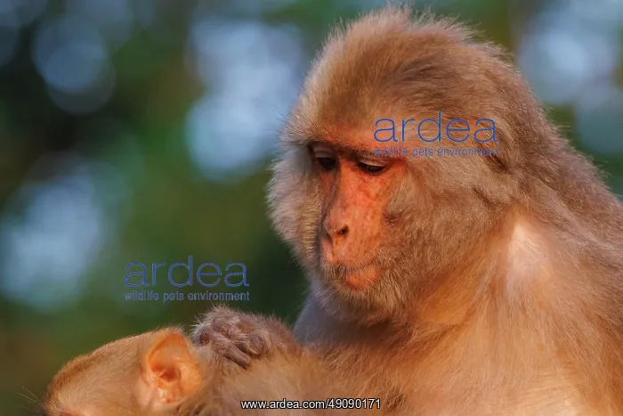 : Rhesus macaque : Rhesus macaque