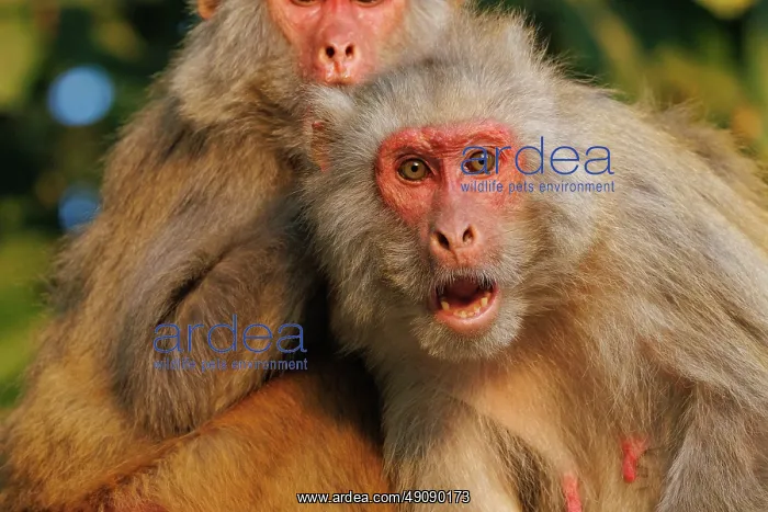 : Rhesus macaque : Rhesus macaque