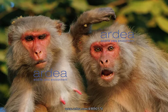 : Rhesus macaque : Rhesus macaque