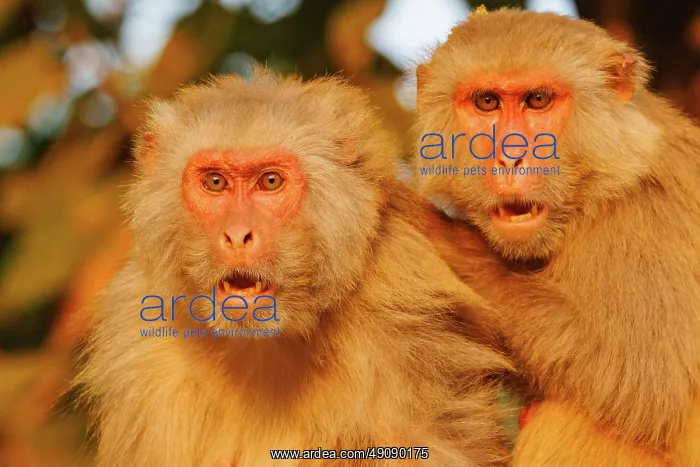 : Rhesus macaque : Rhesus macaque