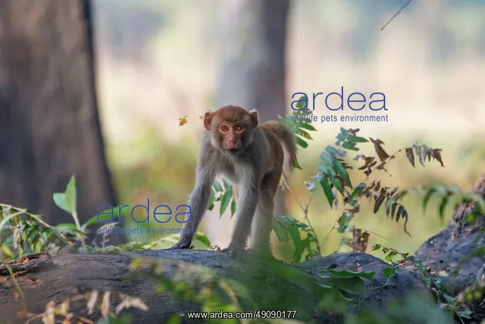 : Rhesus macaque : Rhesus macaque