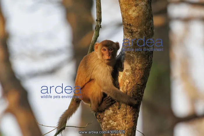 : Rhesus macaque : Rhesus macaque