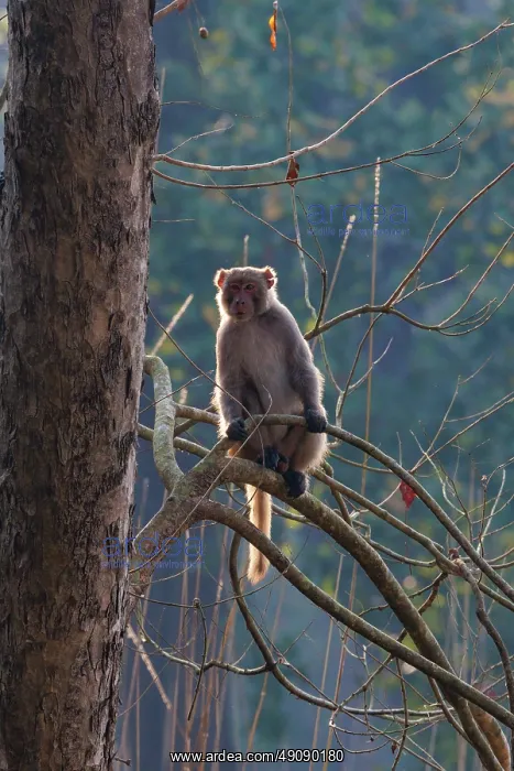 : Rhesus macaque : Rhesus macaque