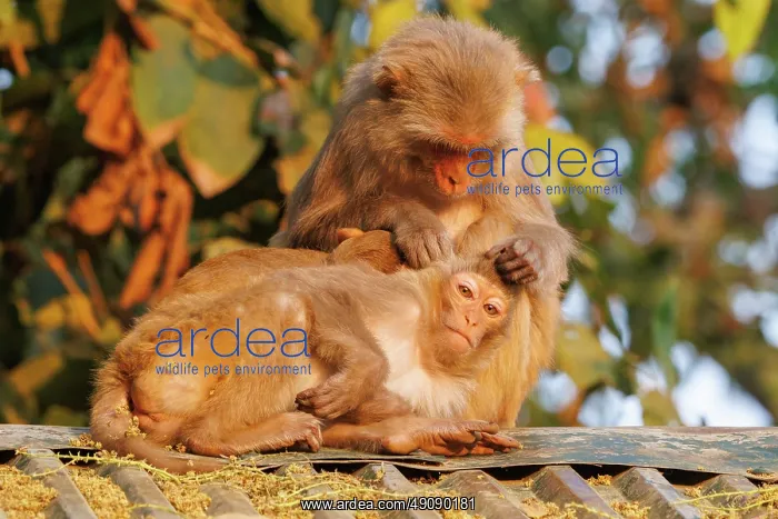 : Rhesus macaque : Rhesus macaque