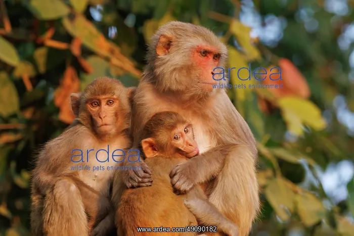 : Rhesus macaque : Rhesus macaque