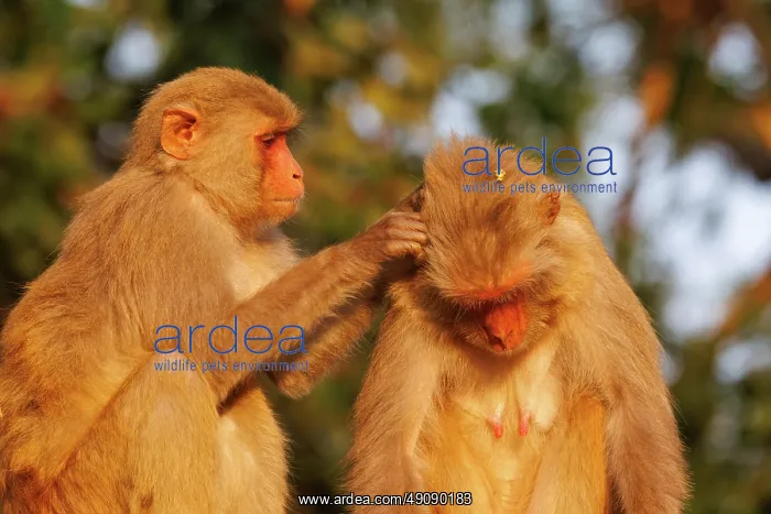 : Rhesus macaque : Rhesus macaque