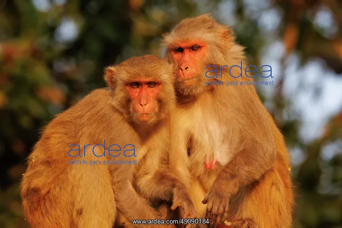 : Rhesus macaque : Rhesus macaque