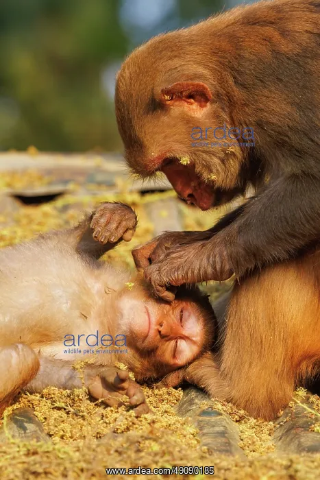 : Rhesus macaque : Rhesus macaque