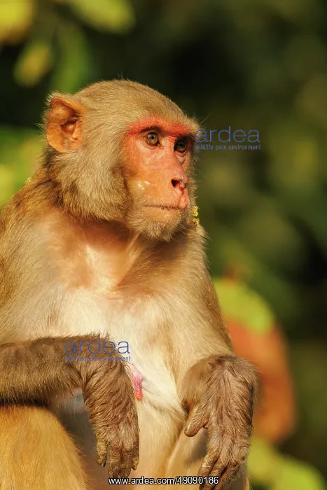 : Rhesus macaque : Rhesus macaque