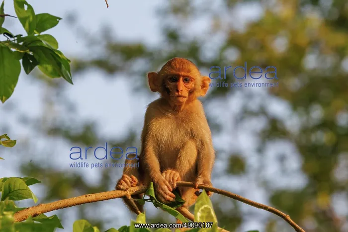 : Rhesus macaque : Rhesus macaque