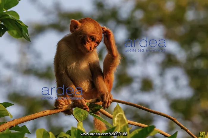 : Rhesus macaque : Rhesus macaque