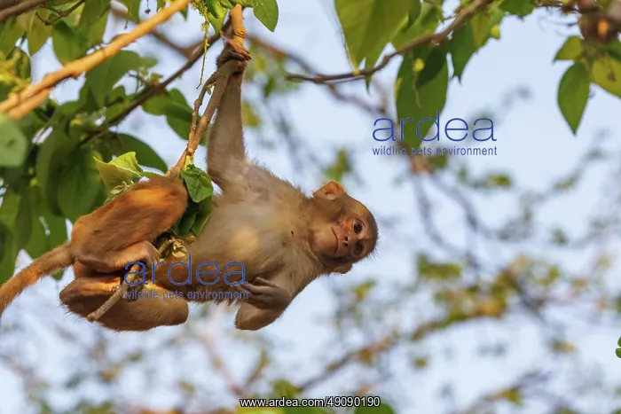 : Rhesus macaque : Rhesus macaque