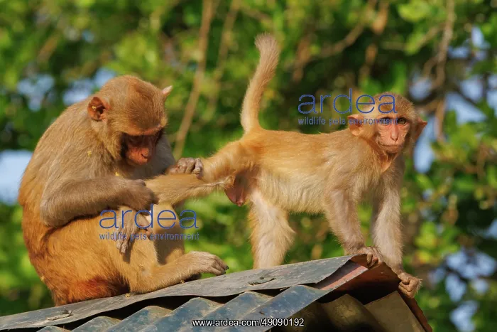 : Rhesus macaque : Rhesus macaque