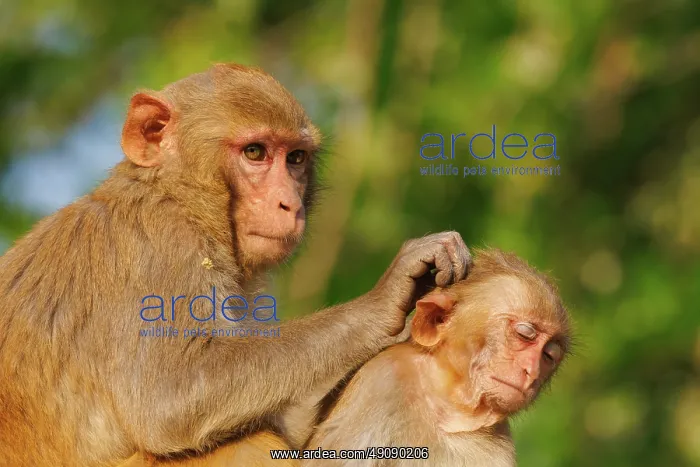 : Rhesus macaque : Rhesus macaque