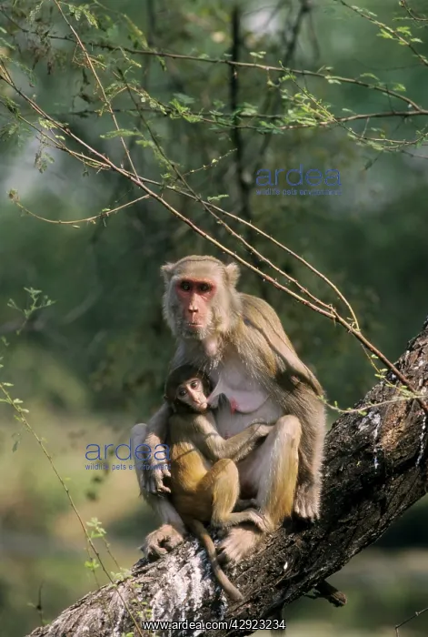 : Rhesus Macaque - with baby, suckling : Rhesus Macaque - with baby, suckling