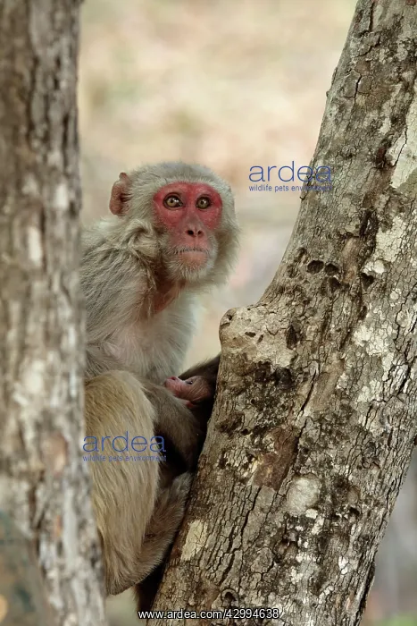 : Rhesus Macaque - female nursing its infant Bandhavgargh : Rhesus Macaque - female nursing its infant Bandhavgargh