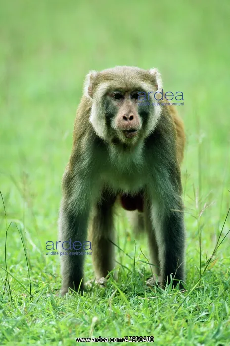 : Rhesus Macaque Monkey : Rhesus Macaque Monkey