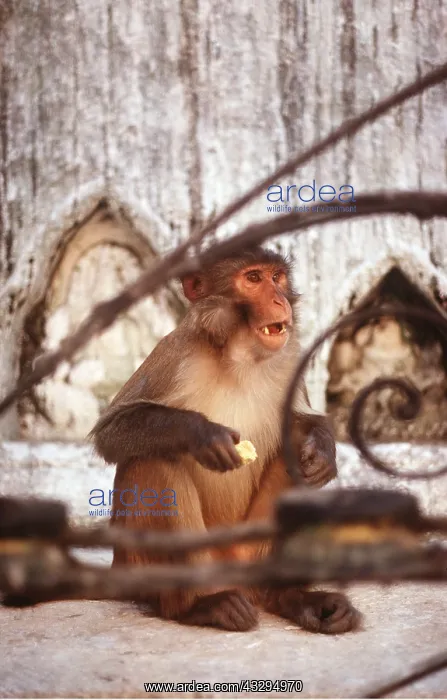 : RHESUS MACAQUE MONKEY : RHESUS MACAQUE MONKEY