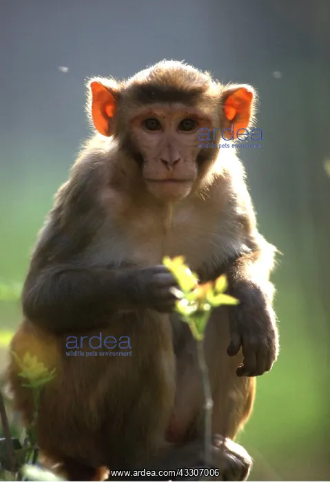 : Rhesus Macaque Monkey : Rhesus Macaque Monkey