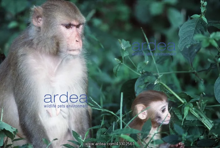: RHESUS MACAQUE MONKEY - adult & baby : RHESUS MACAQUE MONKEY - adult & baby
