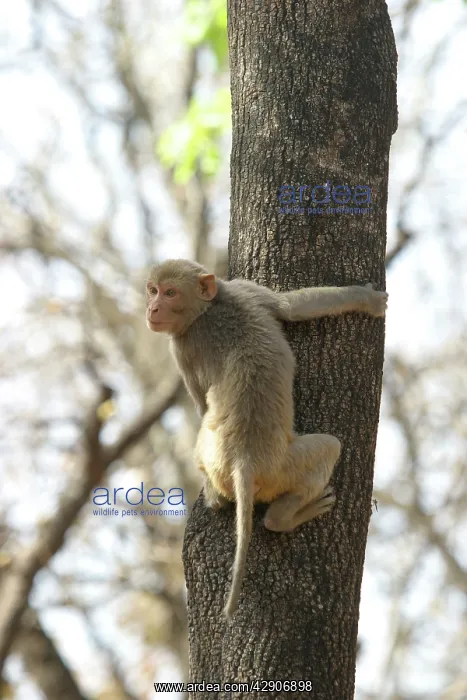: Rhesus Macaque Monkey - adult climbing tree : Rhesus Macaque Monkey - adult climbing tree