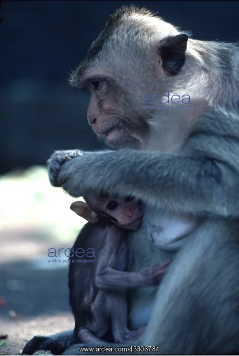 : RHESUS MACAQUE MONKEY - adult holding baby : RHESUS MACAQUE MONKEY - adult holding baby
