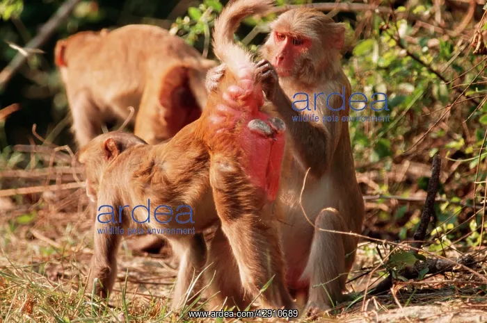 : Rhesus Macaque MONKEY- Cleaning mate : Rhesus Macaque MONKEY- Cleaning mate