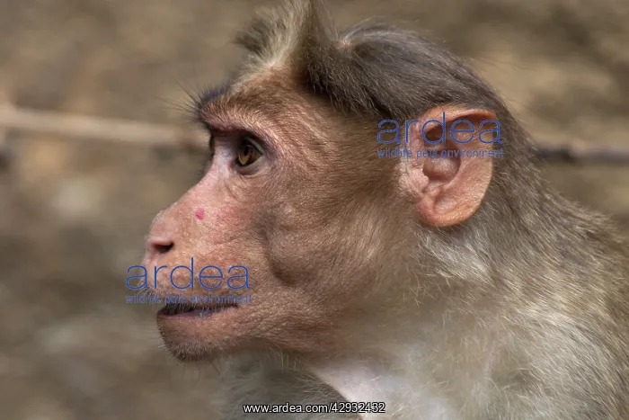 : Rhesus MACAQUE MONKEY - Close-up of head : Rhesus MACAQUE MONKEY - Close-up of head