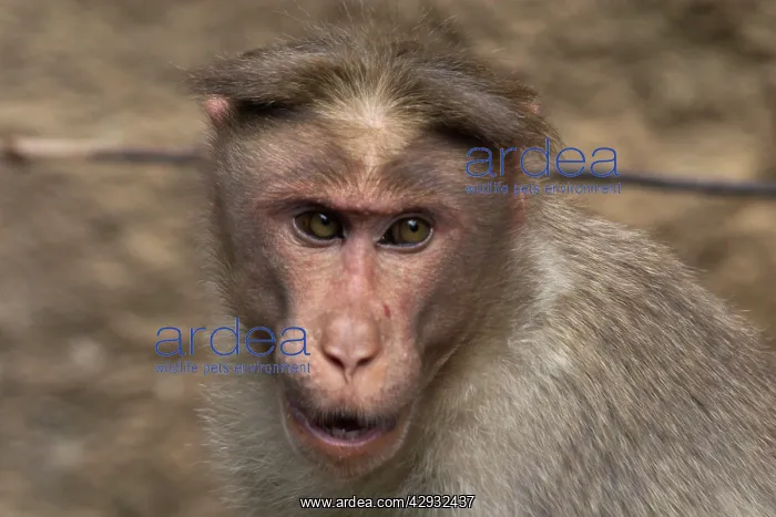 : Rhesus MACAQUE MONKEY - Close-up of head : Rhesus MACAQUE MONKEY - Close-up of head
