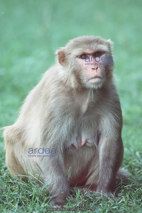 : RHESUS MACAQUE MONKEY - female : RHESUS MACAQUE MONKEY - female