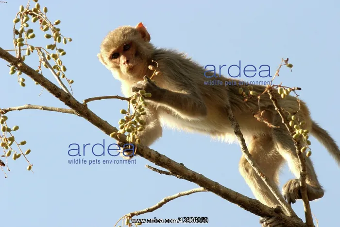 : Rhesus Macaque Monkey - female climbing in tree : Rhesus Macaque Monkey - female climbing in tree