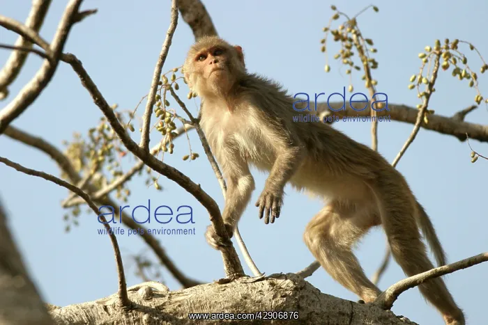 : Rhesus Macaque Monkey - female climbing in tree : Rhesus Macaque Monkey - female climbing in tree