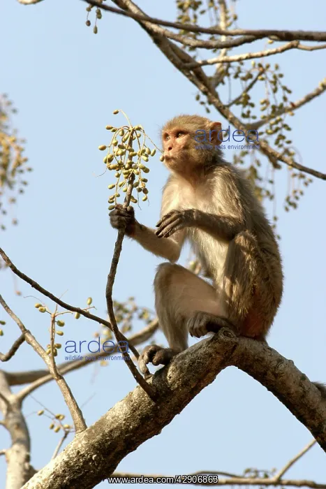 : Rhesus Macaque Monkey - female sitting in tree, eating fruit : Rhesus Macaque Monkey - female sitting in tree, eating fruit