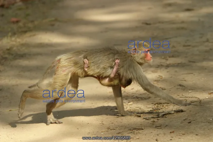 : Rhesus Macaque Monkey - female walking, carrying : Rhesus Macaque Monkey - female walking, carrying