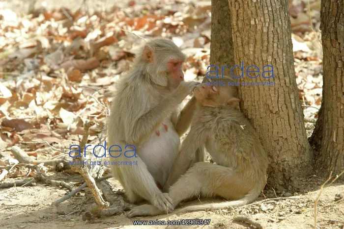 : Rhesus Macaque Monkey - grooming fur : Rhesus Macaque Monkey - grooming fur
