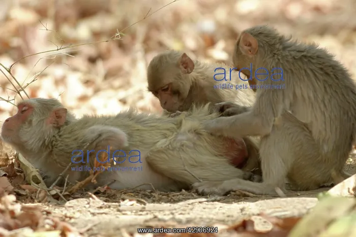 : Rhesus Macaque Monkey - group grooming fur : Rhesus Macaque Monkey - group grooming fur