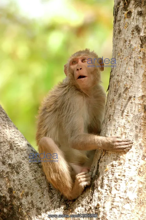 : Rhesus Macaque Monkey - male sitting in tree : Rhesus Macaque Monkey - male sitting in tree