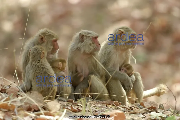  : Rhesus Macaque Monkey - nursing female group, suckling