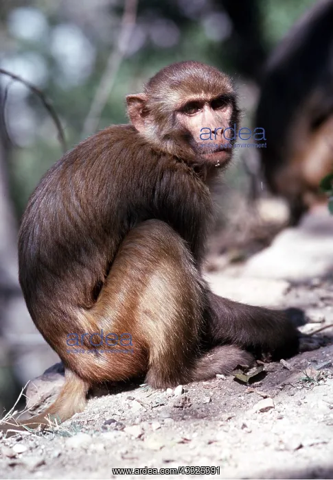 : RHESUS MACAQUE MONKEY - sitting on ground : RHESUS MACAQUE MONKEY - sitting on ground