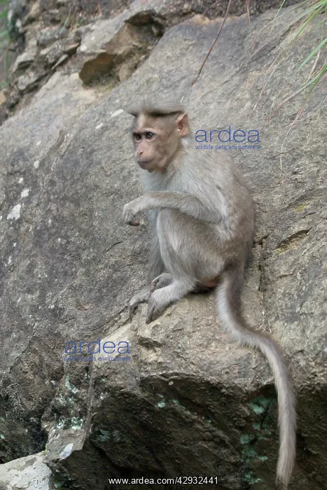 : Rhesus MACAQUE MONKEY - sitting on rock : Rhesus MACAQUE MONKEY - sitting on rock