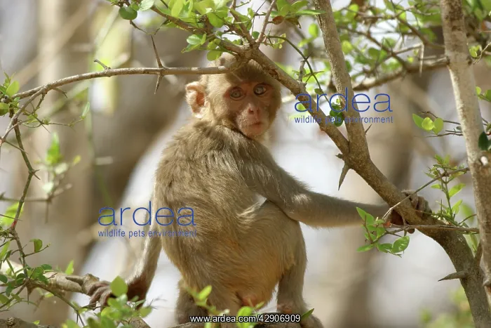 : Rhesus Macaque Monkey - sitting in tree : Rhesus Macaque Monkey - sitting in tree