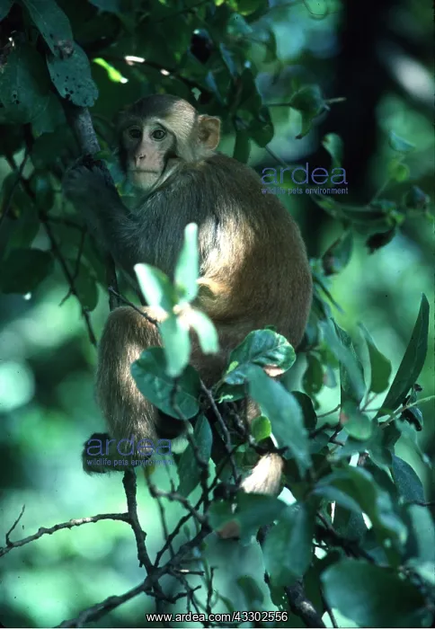 : RHESUS MACAQUE MONKEY - in tree : RHESUS MACAQUE MONKEY - in tree