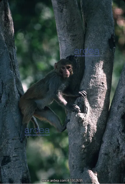 : RHESUS MACAQUE MONKEY - in tree : RHESUS MACAQUE MONKEY - in tree