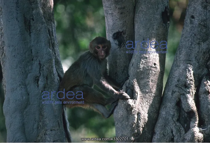: RHESUS MACAQUE MONKEY - in tree : RHESUS MACAQUE MONKEY - in tree