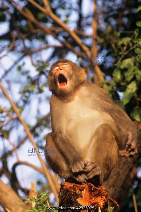 : Rhesus Macaque MONKEY- in tree, open mouth : Rhesus Macaque MONKEY- in tree, open mouth