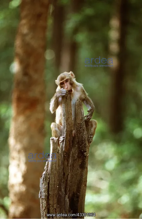 : RHESUS MACAQUE MONKEY - on tree stump : RHESUS MACAQUE MONKEY - on tree stump