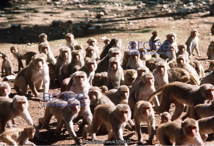: RHESUS MACAQUE MONKEY - troup : RHESUS MACAQUE MONKEY - troup