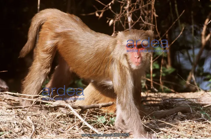 : RHESUS MACAQUE MONKEY - walking : RHESUS MACAQUE MONKEY - walking
