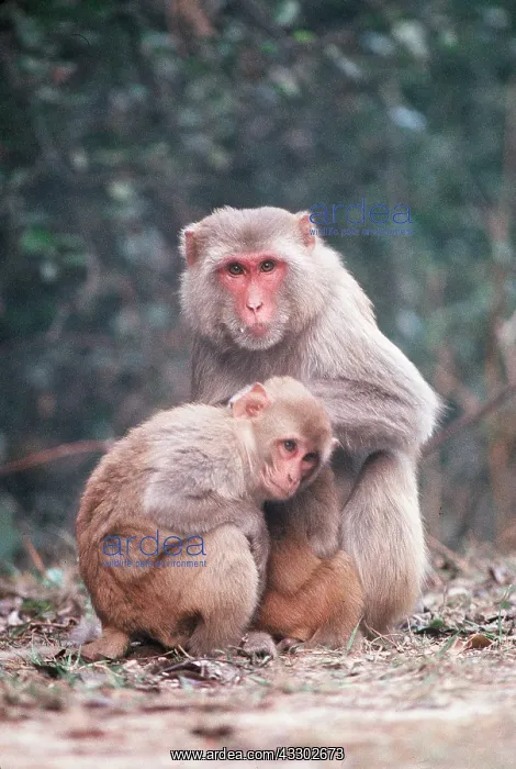 : RHESUS MACAQUE MONKEY - x two : RHESUS MACAQUE MONKEY - x two