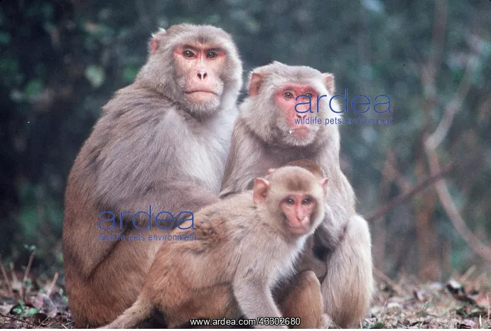 : RHESUS MACAQUE MONKEY - x three, sitting together : RHESUS MACAQUE MONKEY - x three, sitting together
